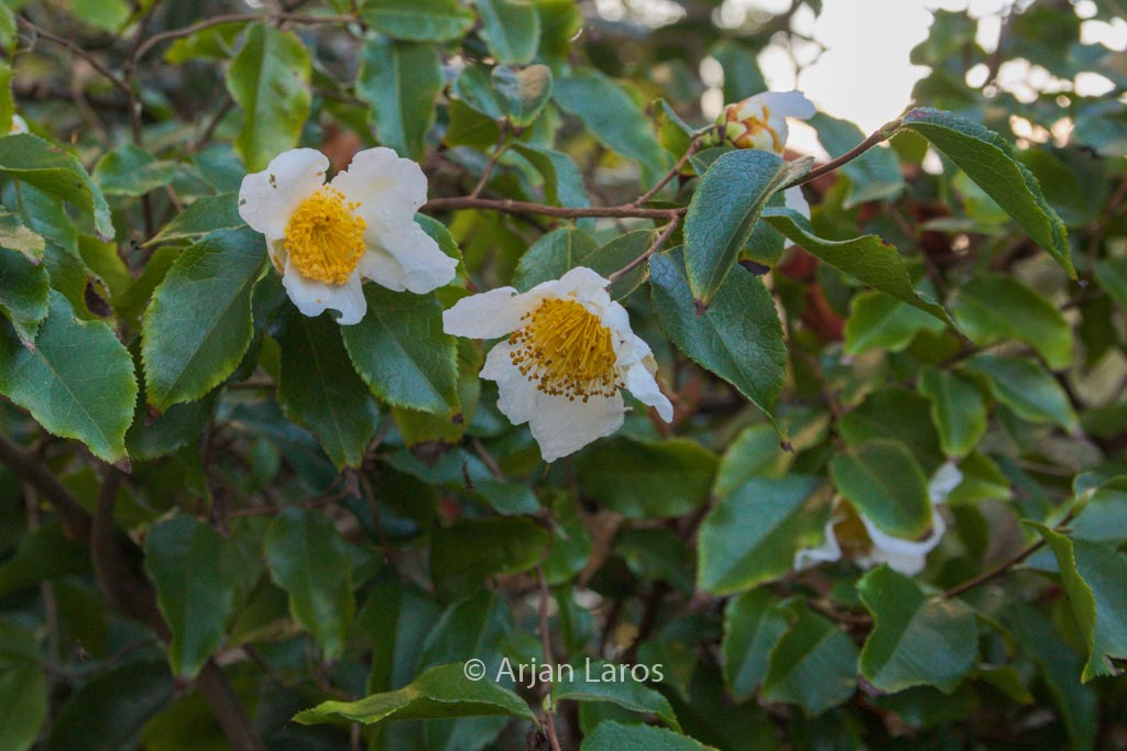 Camellia yunnanensis