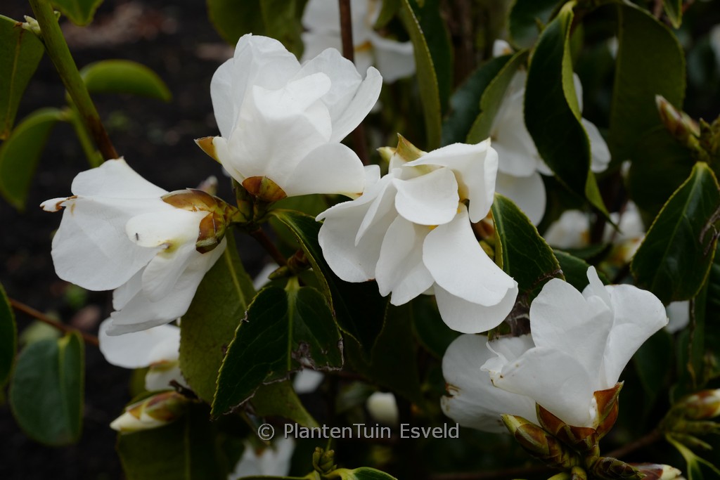 Camellia yushiensis
