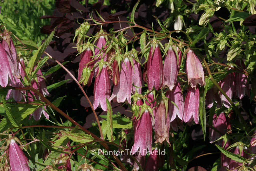 Campanula ‚Elizabeth‘