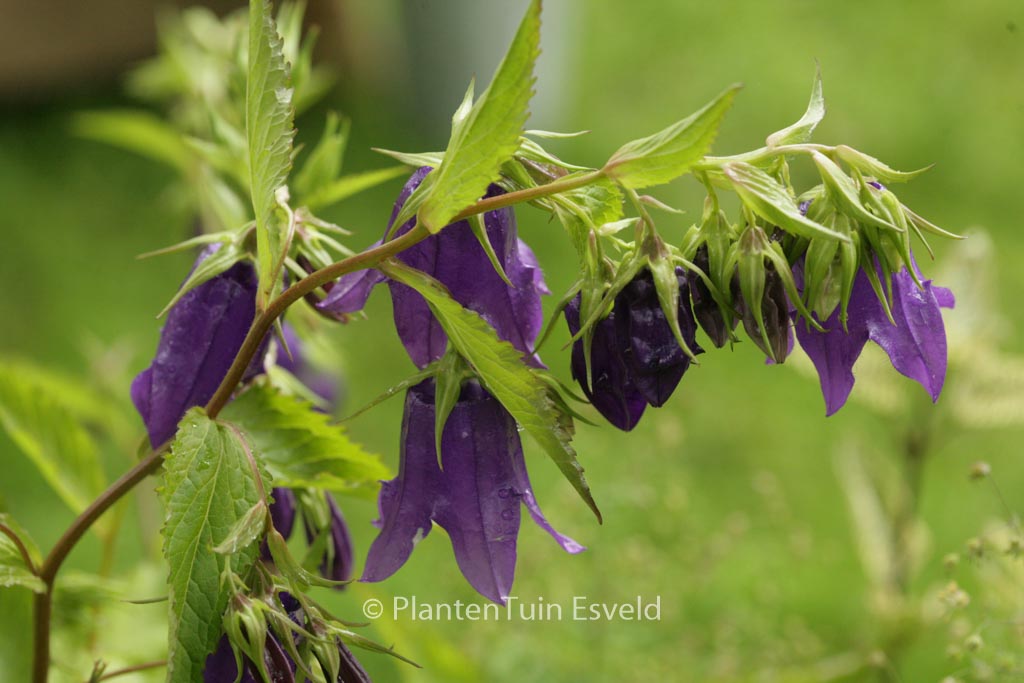 Campanula ‚Kent Belle‘