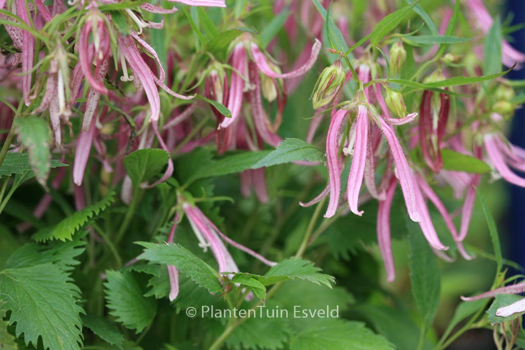Campanula ‚Pink Octopus‘