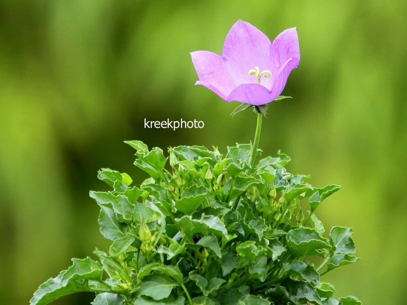Campanula carpatica ‚Blaue Clips‘