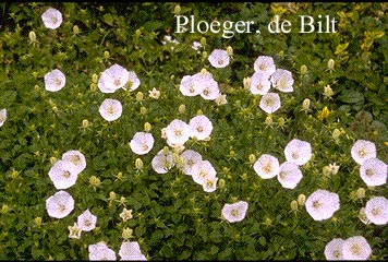 Campanula carpatica ‚Weisse Clips‘