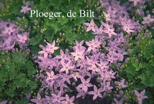 Campanula garganica ‚Erinus Major‘