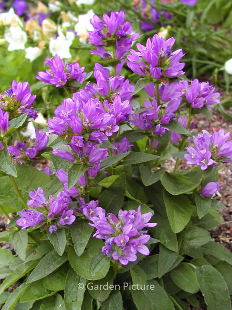 Campanula glomerata ‚Acaulis‘