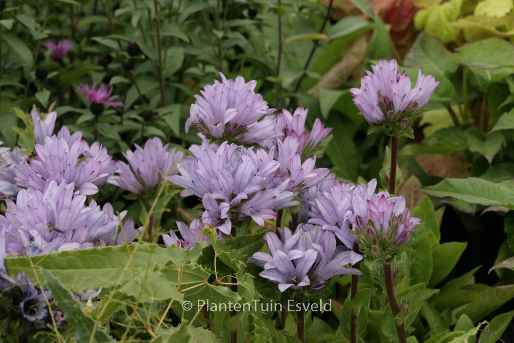 Campanula glomerata ‚Caroline‘