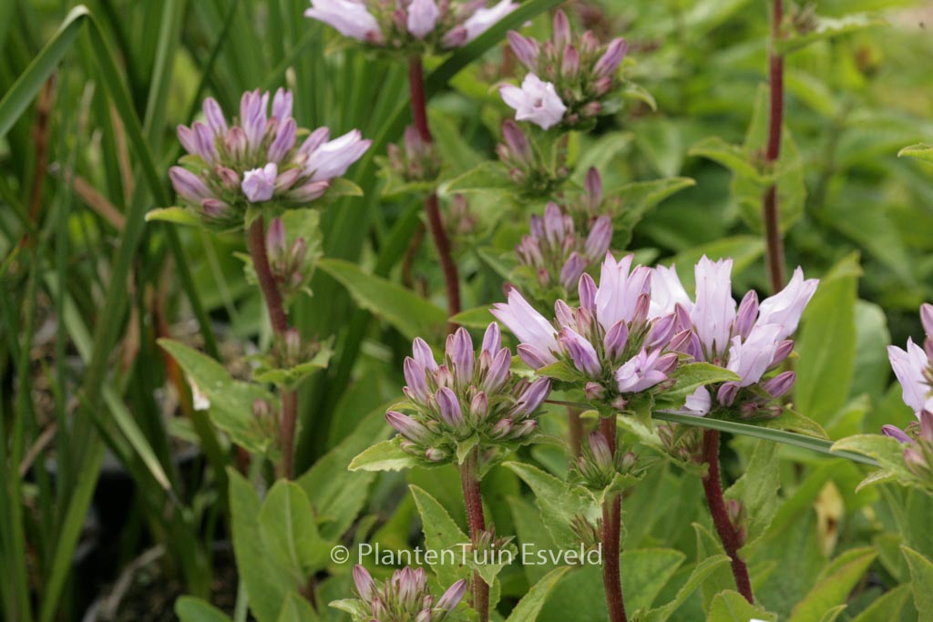 Campanula glomerata ‚Emerald‘