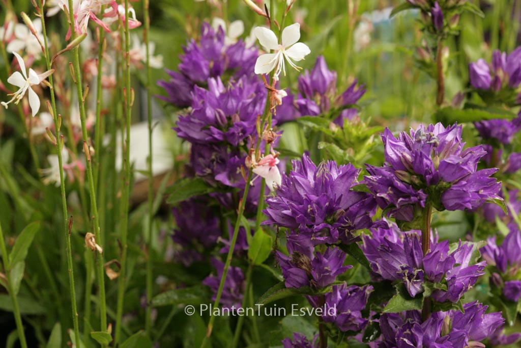 Campanula glomerata ‚Freya‘