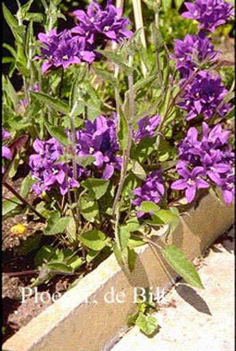 Campanula glomerata ‚Joan Elliott‘