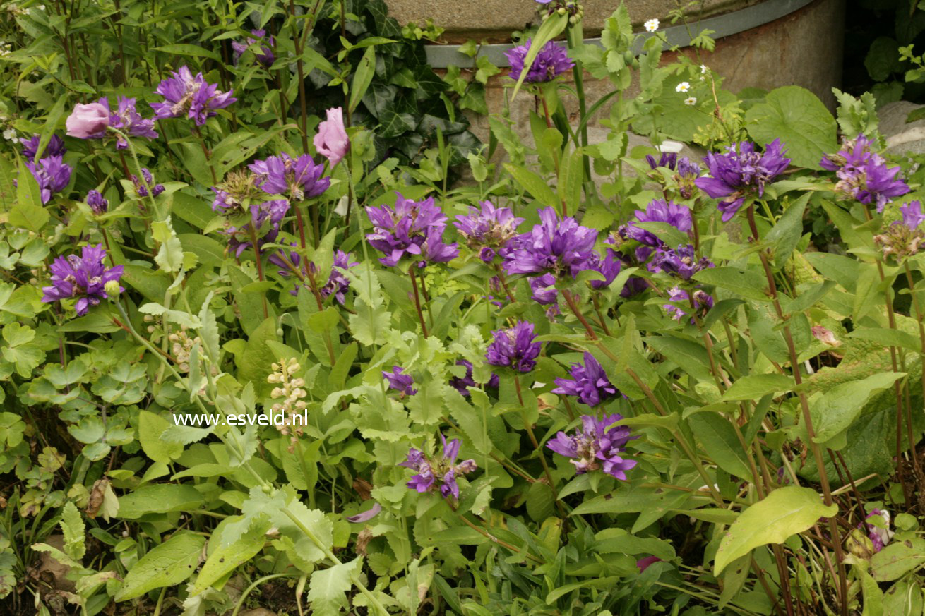 Campanula glomerata ‚Superba‘