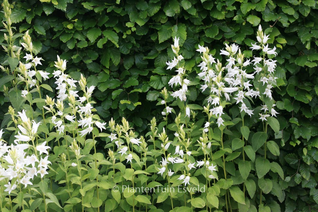 Campanula lactiflora ‚Alba‘