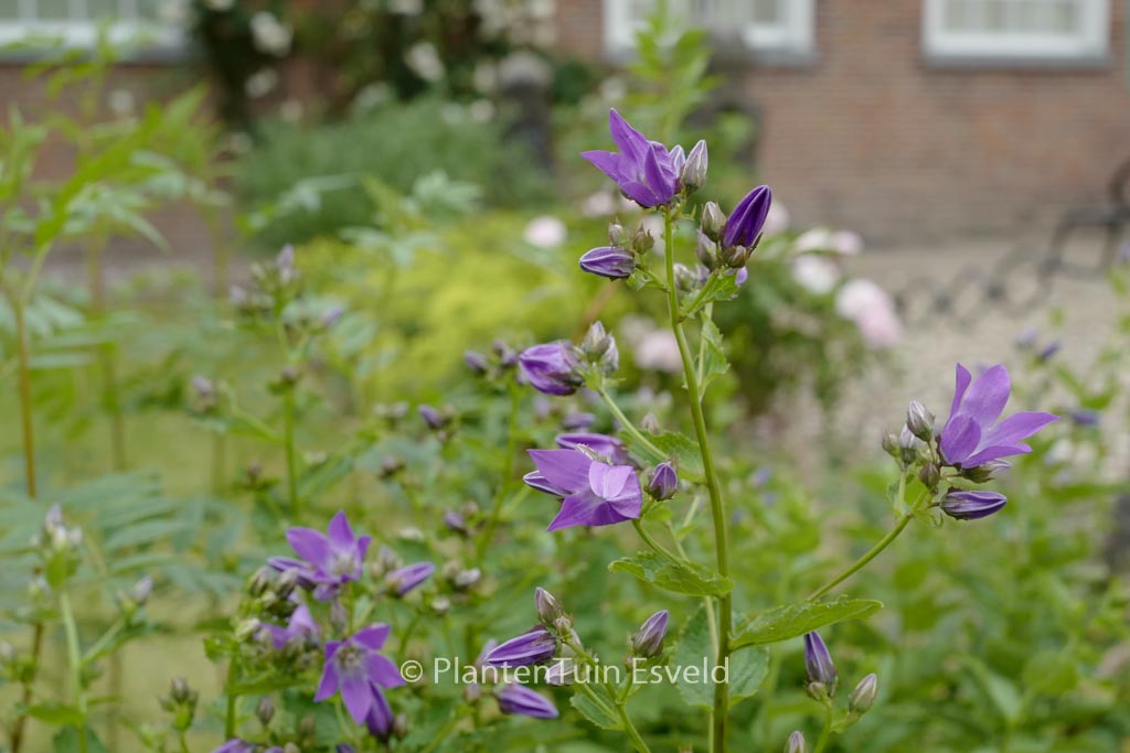 Campanula lactiflora ‚Border Blues‘