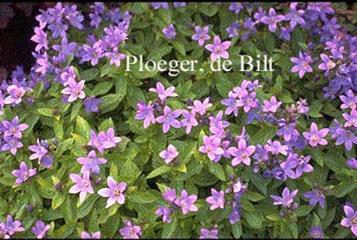 Campanula lactiflora ‚Pouffe‘