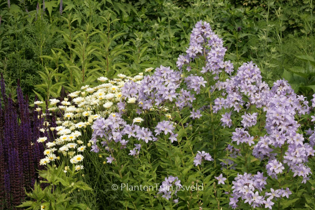 Campanula lactiflora ‚Prichard’s Variety‘