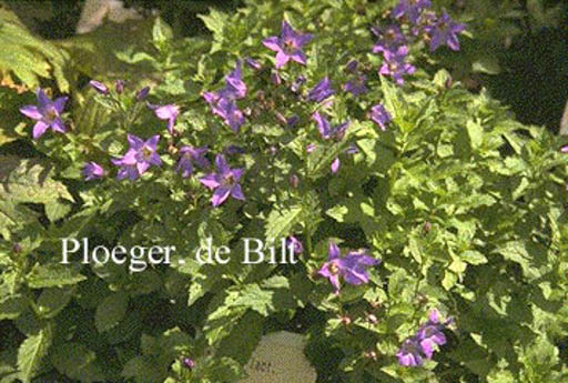 Campanula lactiflora ‚Superba‘