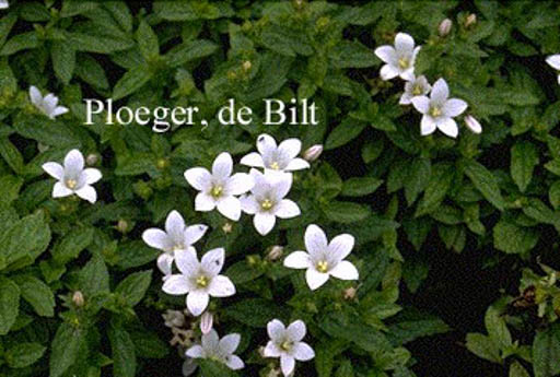 Campanula lactiflora ‚White Pouffe‘