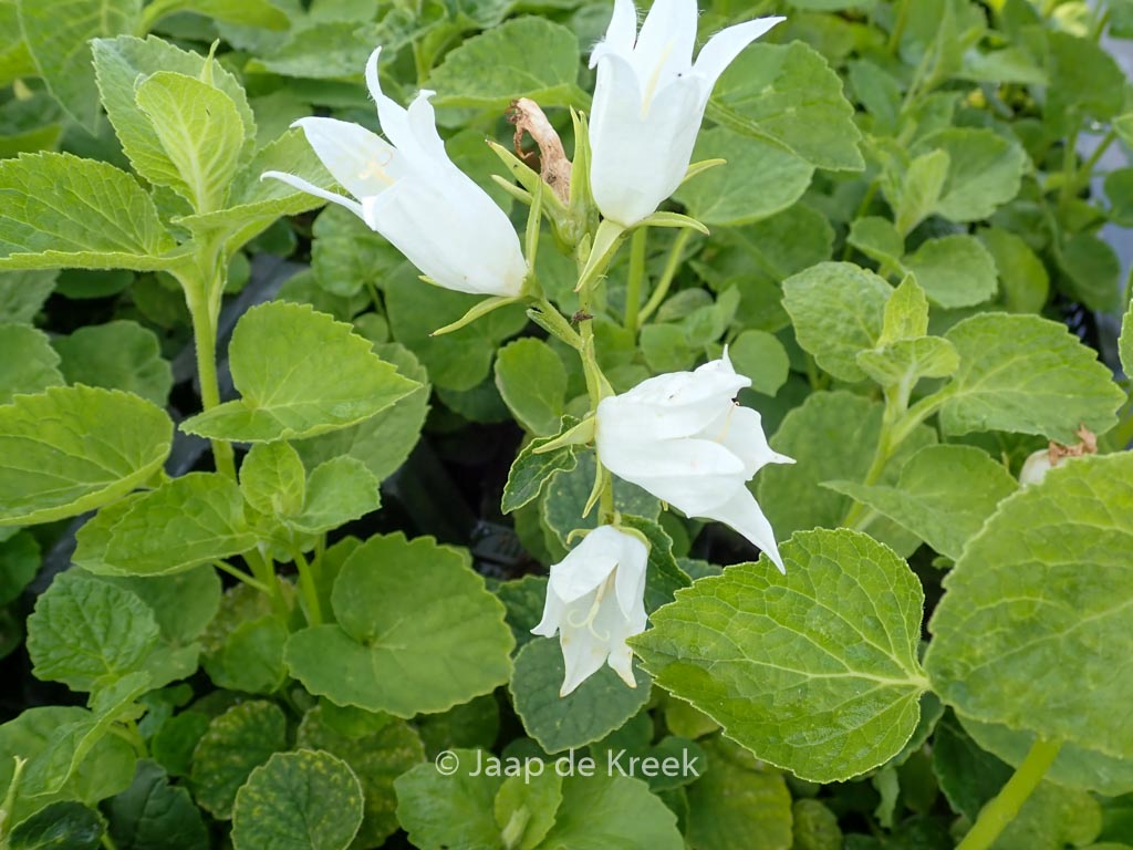 Campanula latifolia ‚Alba‘