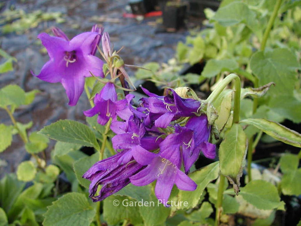 Campanula latifolia var. macrantha