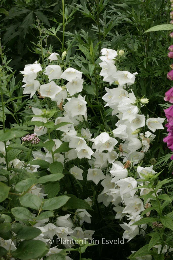 Campanula persicifolia ‚Alba‘