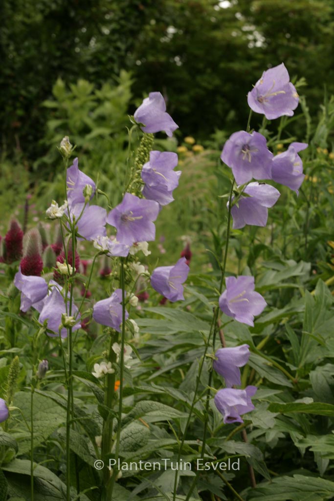 Campanula persicifolia ‚Coerulea‘