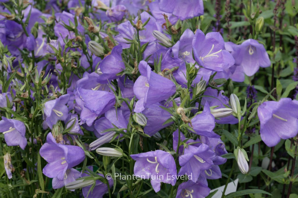 Campanula persicifolia ‚Takion Blue‘