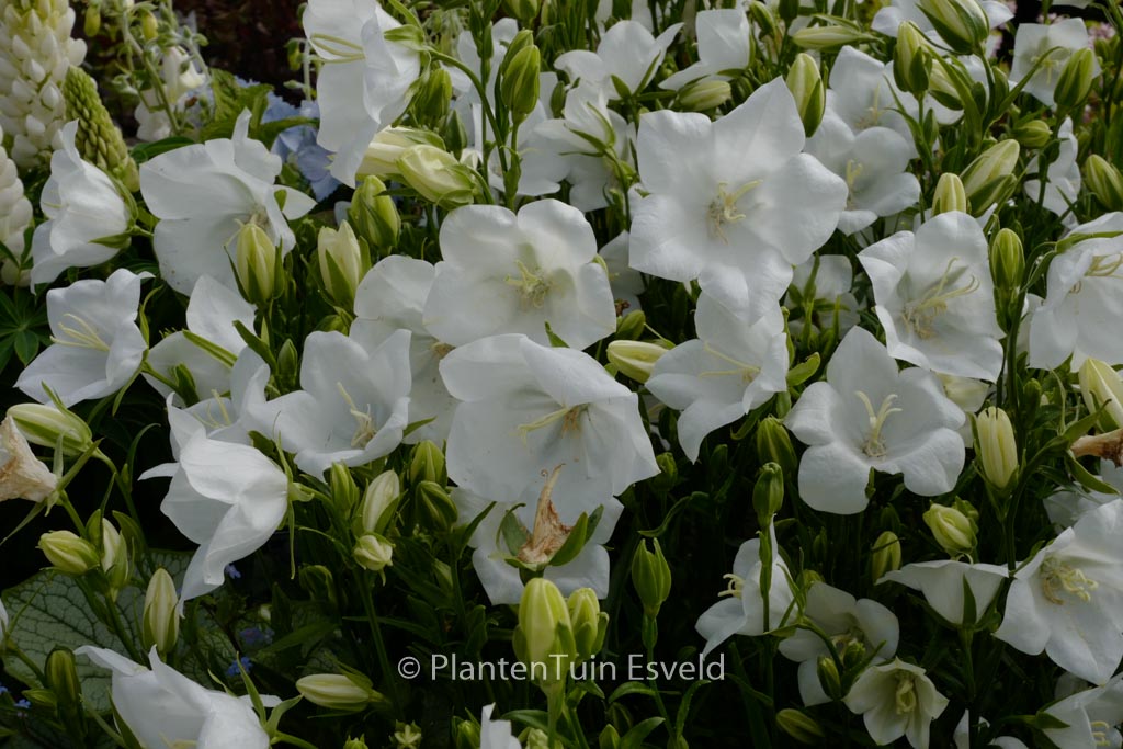 Campanula persicifolia ‚Takion White‘