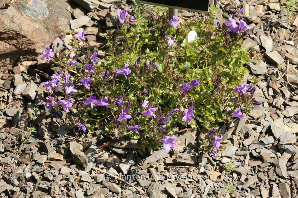 Campanula portenschlagiana ‚Catharina‘