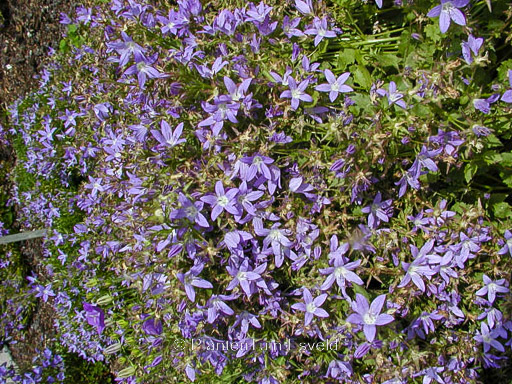 Campanula poscharskyana ‚Blauranke‘