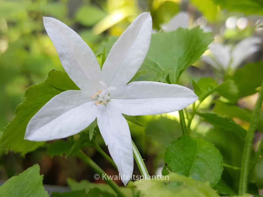 Campanula poscharskyana ‚E.H. Frost‘