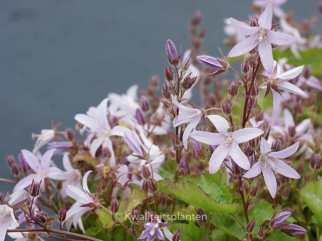 Campanula poscharskyana ‚Lisduggan Variety‘