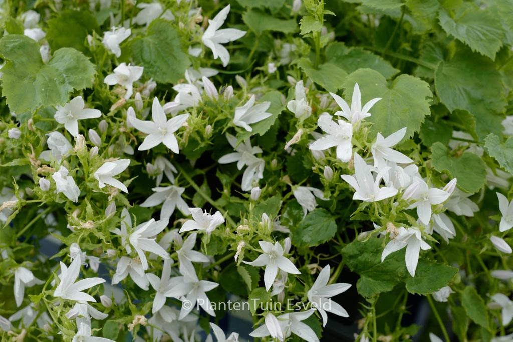 Campanula poscharskyana ‚Silberregen‘