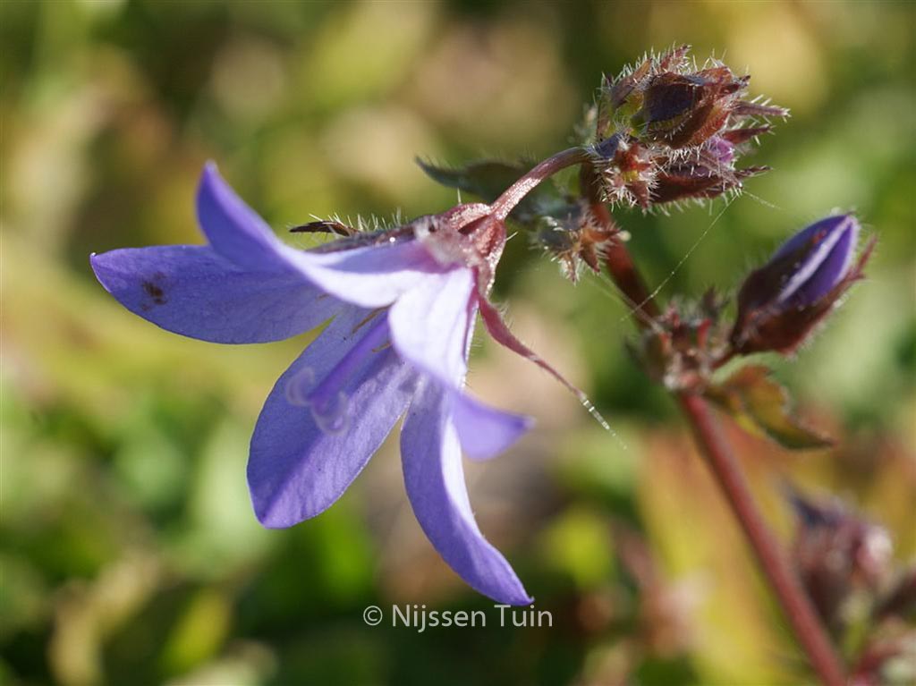 Campanula poscharskyana ‚Stella‘