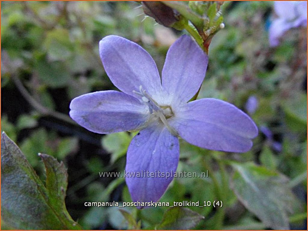 Campanula poscharskyana ‚Trollkind‘