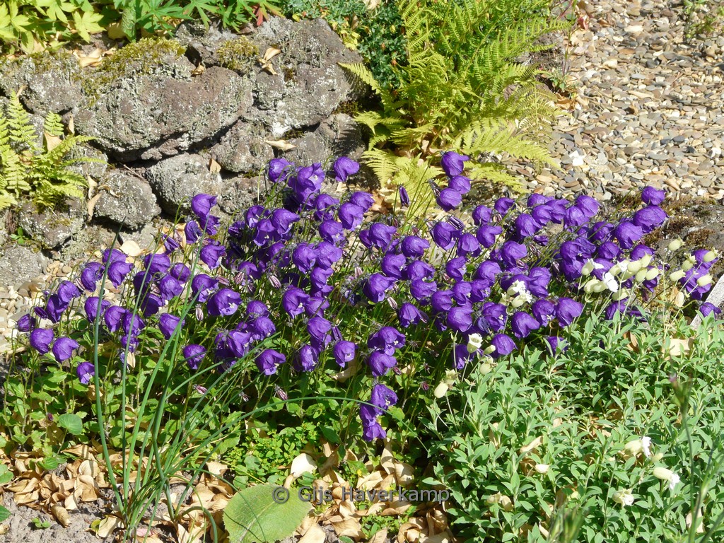 Campanula pulloides ‚G.F. Wilson‘