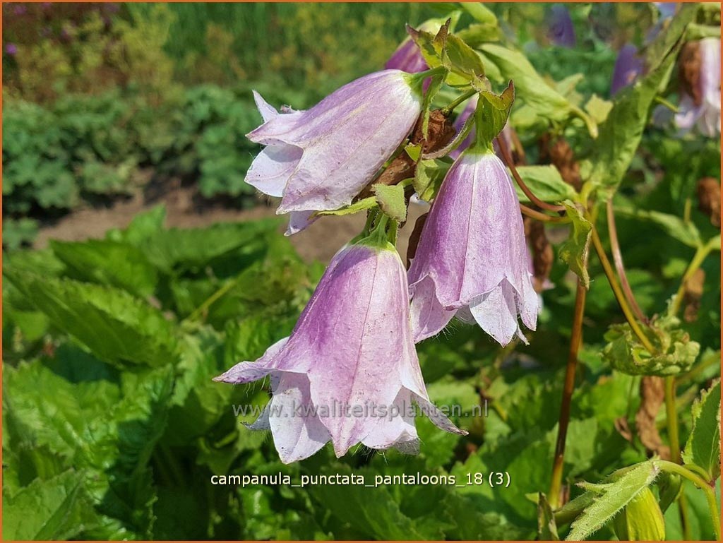 Campanula punctata ‚Pantaloons‘