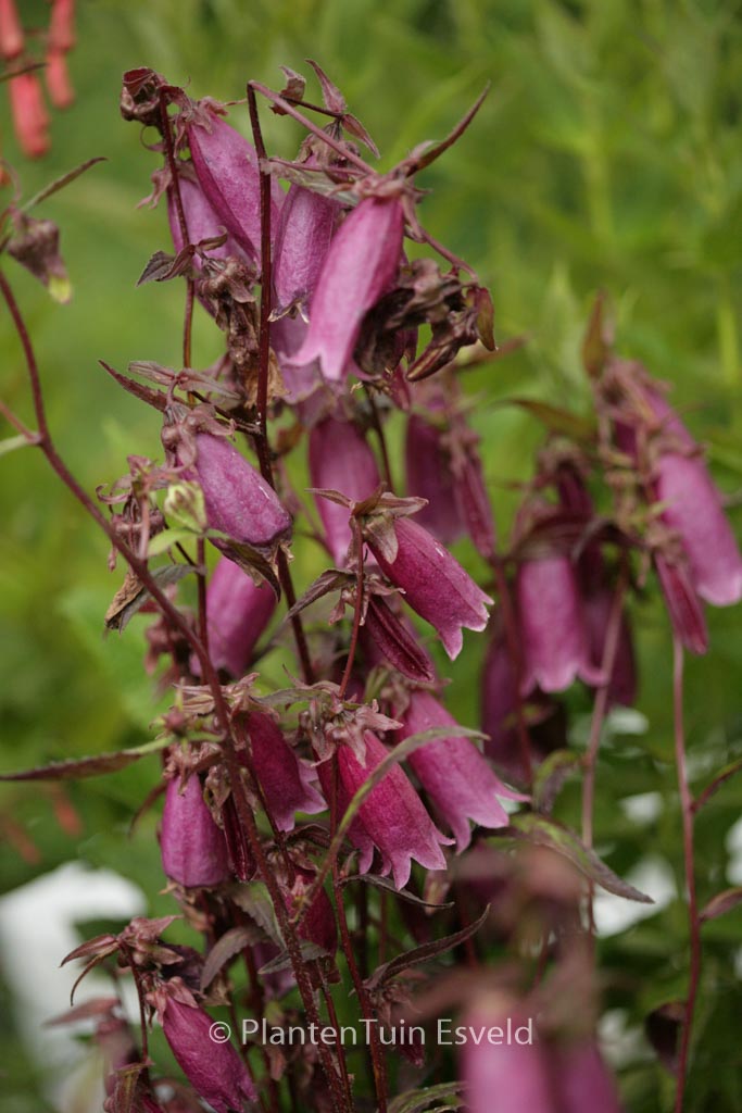 Campanula punctata ‚Rubra‘