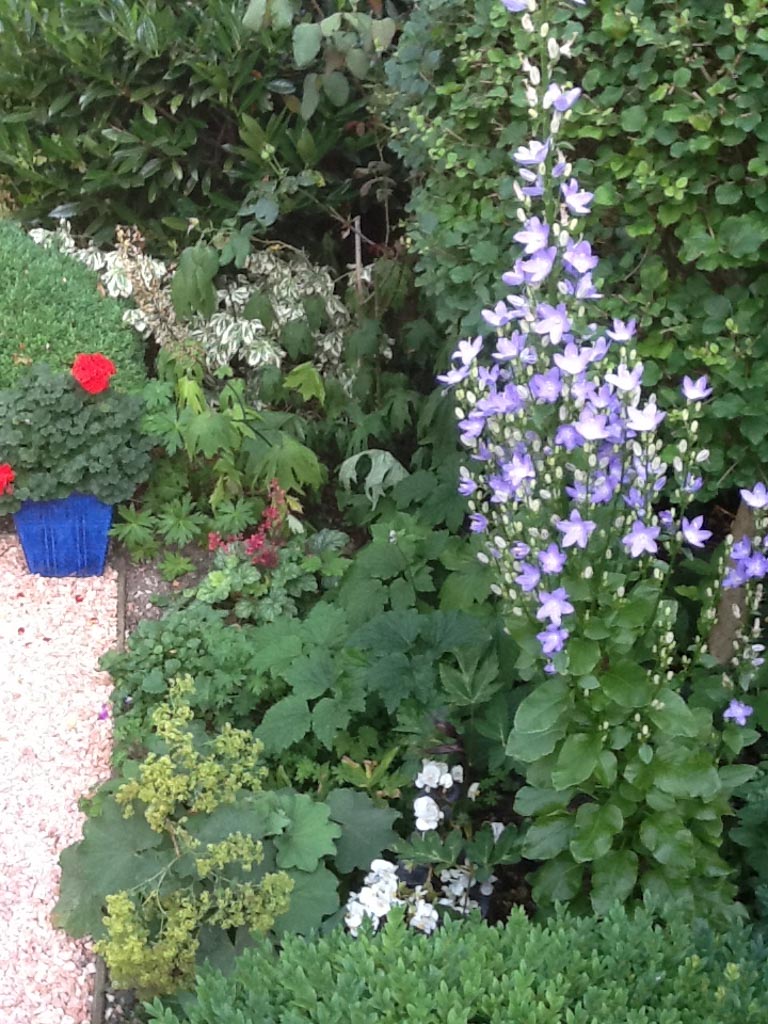 Campanula pyramidalis