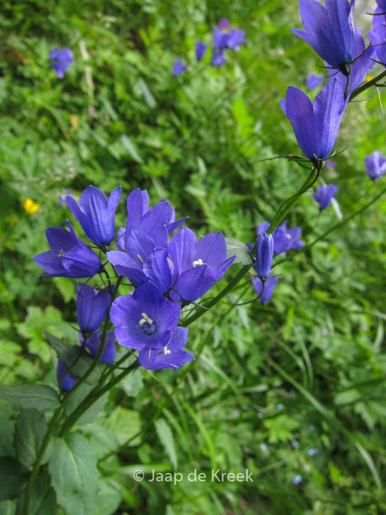 Campanula rapunculus