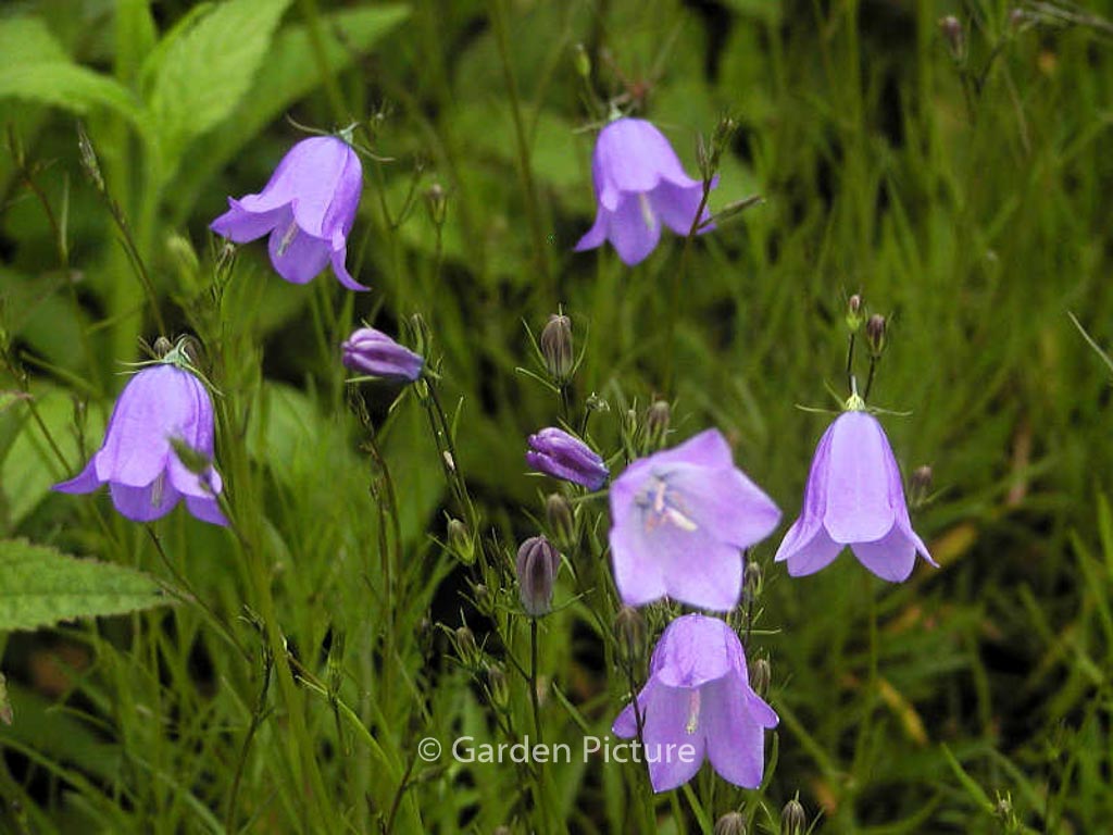 Campanula rotundifolia ‚Olympica‘