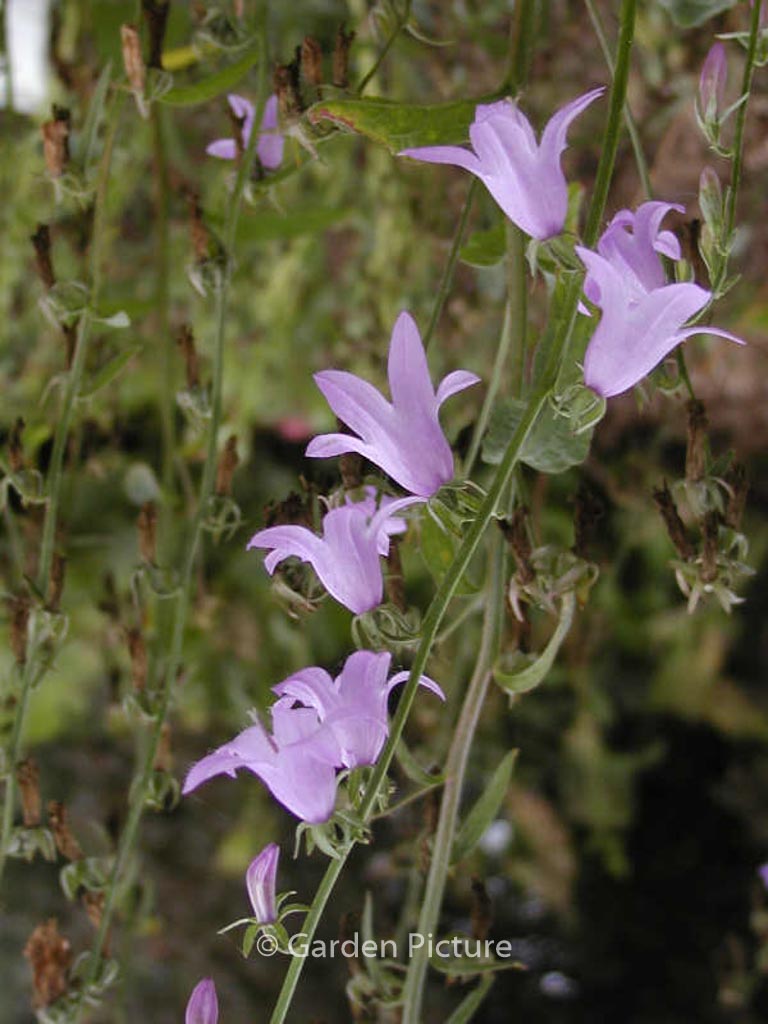 Campanula sarmatica ‚Hemelstraling‘