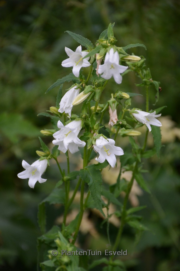 Campanula trachelium ‚Alba‘