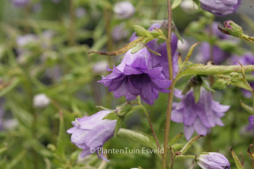 Campanula trachelium ‚Bernice‘