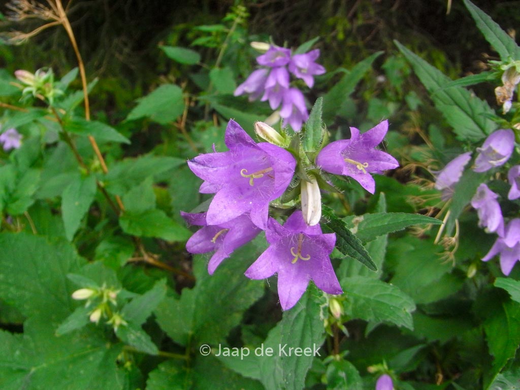 Campanula trachelium