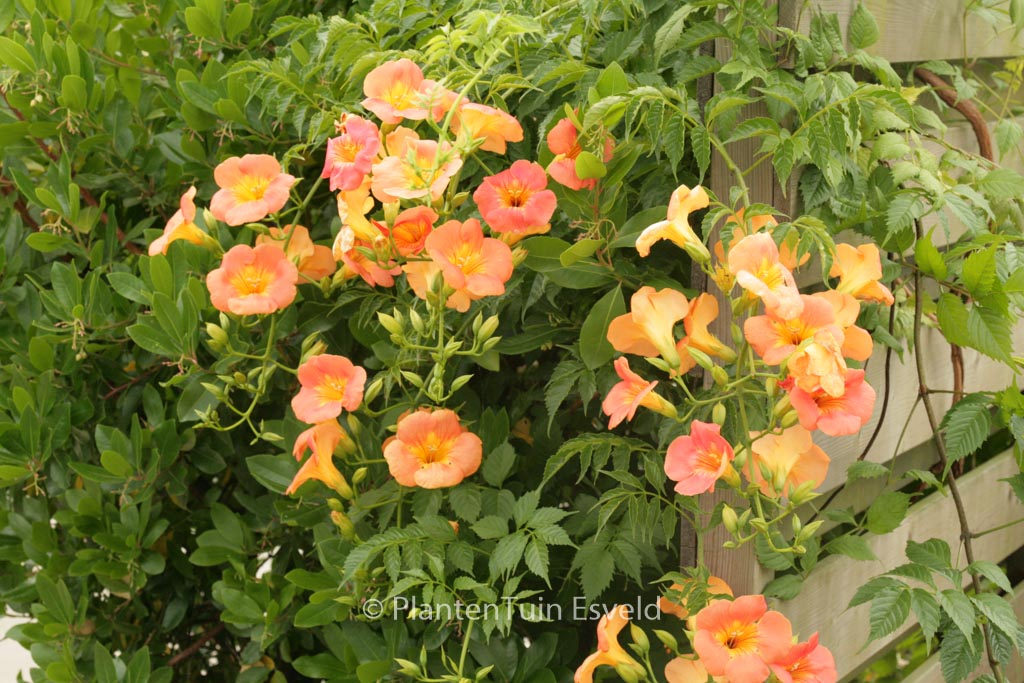 Campsis grandiflora ‚Fransa‘
