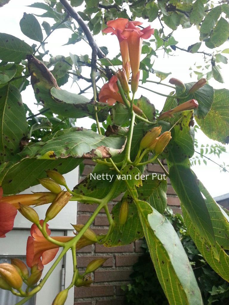 Campsis radicans ‚Flamenco‘