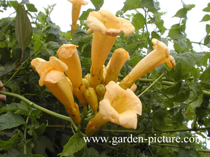 Campsis radicans ‚Flava‘