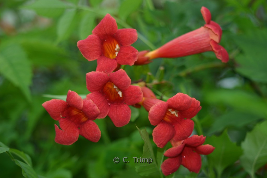 Campsis tagliabuana ‚Mme Galen‘