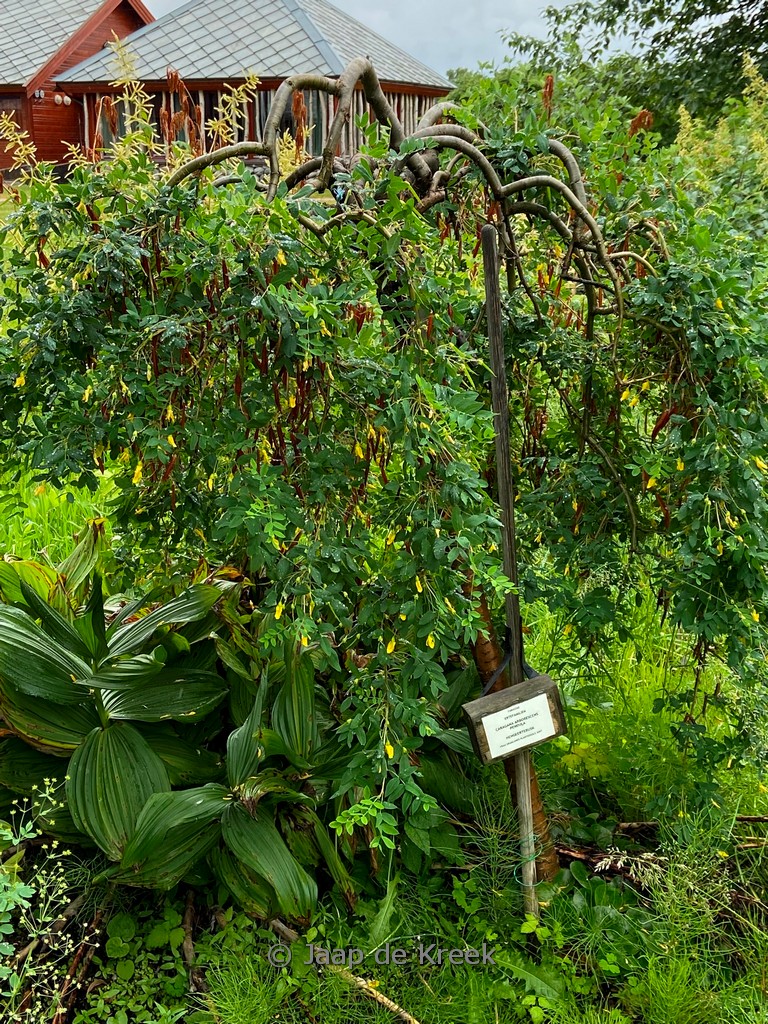 Caragana arborescens ‚Pendula‘