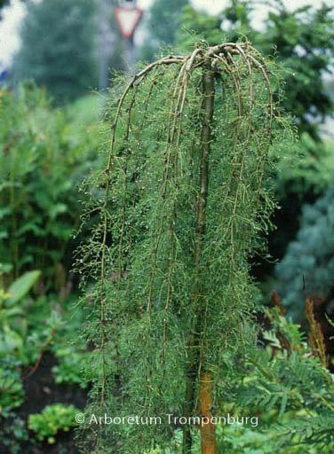 Caragana arborescens ‚Walker‘
