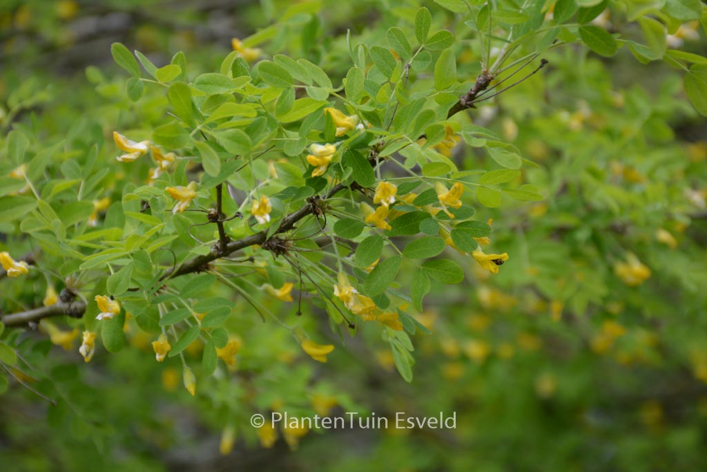 Caragana arborescens